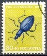 Blue Ground Beetle (Carabus intricatus)