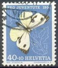 Large White (Pieris brassicae)