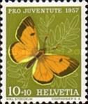 Clouded Yellow (Colias croceus)