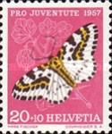 Magpie Moth (Abraxas grossulariata)