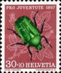 Rose Chafer (Cetonia aurata)
