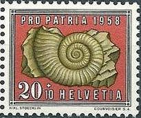 Ammonite (Orthosphinctes laufenensis)