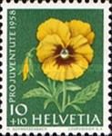Pansy (Viola x wittrockiana)