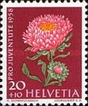 China Aster (Callistephus chinensis)