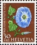 Morning Glory (Ipomoea nil var. coerulea)