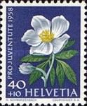 Christmas Rose (Helleborus niger)