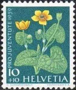 Marsh Marigold (Caltha palustris)