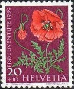Common Poppy (Papaver rhoeas)