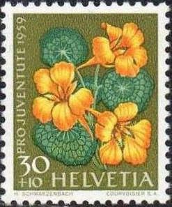 Nasturtium (Tropaeolum majus)