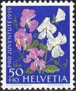 Sweet Pea (Lathyrus odoratus)