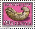 Liassic Oyster (Gryphaea arcuata)