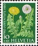 Dandelion (Taraxacum officinale)