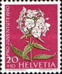 Garden Phlox (Phlox paniculata)