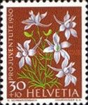 Forking Larkspur (Consolida regalis)