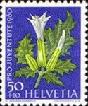 Thorn Apple/Jimson Weed (Datura stramonium)
