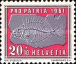 Fossil of Glarone Rabbitfish