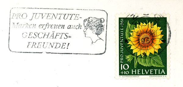 Sunflower (Helianthus annuus)