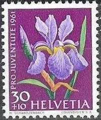 Gladiolus (Iris sp.)