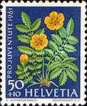 Silverweed (Potentilla anserina)