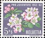 Apple Blossom (Malus sylvestris var. domestica)