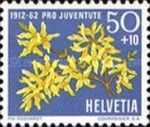 Forsythia (Forsythia europaea v. Oleaceae)