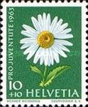 Shasta Daisy (Chrysanthemum maximum)