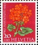 Pelargonium (Geraniaceae)