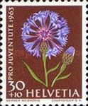 Cornflowers (Centaurea cyanus)