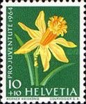 Daffodil (Narcissus pseudonarcissus)