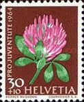 Red Clover (Trifolium pratense)