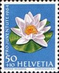 White Water Lily (Nymphaea alba)