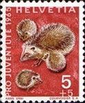 West European Hedgehog (Erinaceus europaeus)