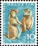 Alpine Marmot (Marmota marmota)