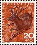 Red Deer (Cervus elaphus)