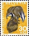 European Badger (Meles meles)