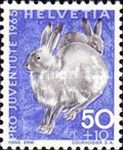 Mountain Hare (Lepus timidus)