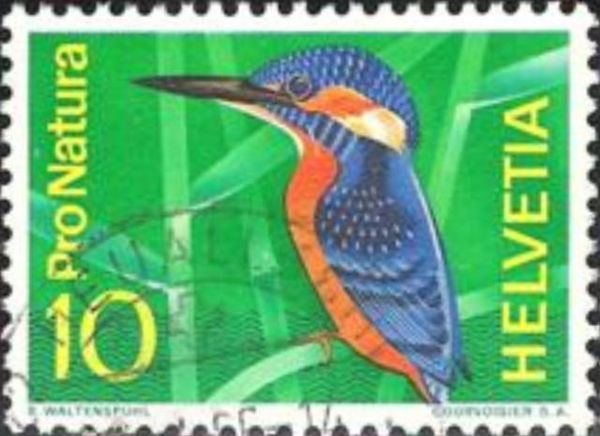Common Kingfisher (Alcedo atthis)