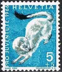 Stoat (Mustela erminea)