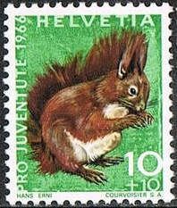 Eurasian Red Squirrel (Sciurus vulgaris)