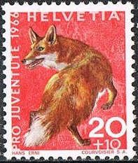 Red Fox (Vulpes vulpes)
