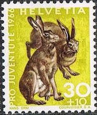 European Hare (Lepus europaeus)