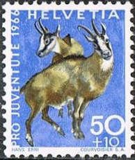 Chamois (Rupicapra rupicapra)