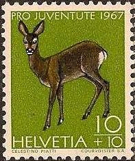Western Roe Deer (Capreolus capreolus)
