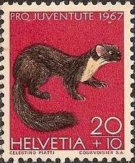 Pine Marten (Martes martes)