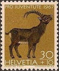 Alpine Ibex (Capra ibex)