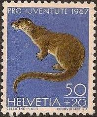 Eurasian Otter (Lutra lutra)
