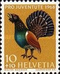 Western Capercaillie (Tetrao urogallus)