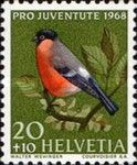 Eurasian Bullfinch (Pyrrhula pyrrhula)
