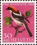 Woodchat Shrike (Lanius senator)