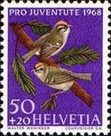 Common Firecrest (Regulus ignicapilla)